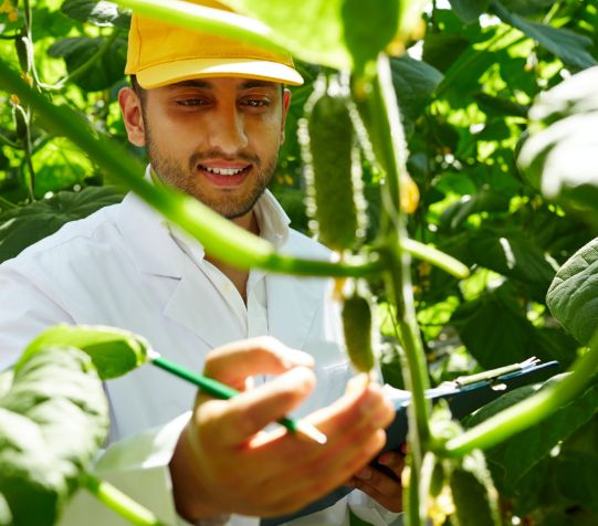 man touching plants